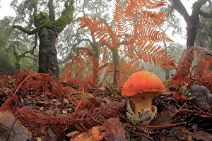 Agaricaceae Prints: Caesar's mushroom (Amanita caesarea) growing among leaf litter in forest habitat