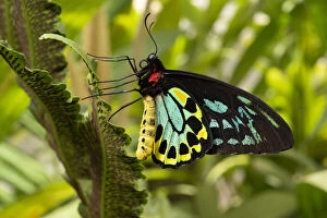 Cairns birdwing butterfly (Ornithoptera euphorion) male resting on fern