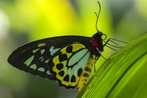 Endemic Prints: Cairns birdwing butterfly (Ornithoptera euphorion) male resting on leaf
