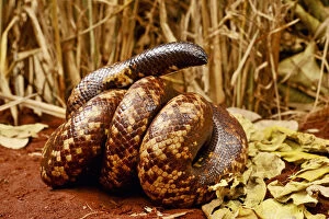 Central Africa Gallery: Calabar burrowing boa snake (Calabaria reinhardtii) in defensive ball, captive