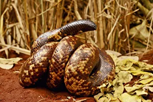 Calabar burrowing boa snake (Calabaria reinhardtii) in defensive ball, captive