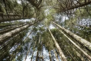 Italy Prints: Calabrian pine (Pinus nigra laricio var)