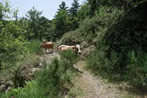 Italy Prints: Calabrian Podolica cattle standing on a path, Sila National Park, Calabria, Italy. June