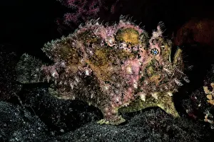 Calico frogfish (Fowlerichthys scriptissimus) portrait, Shizuoka Prefecture, Japan, Pacific Ocean