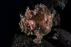 Frogfish Prints: Calico frogfish (Fowlerichthys scriptissimus) portrait