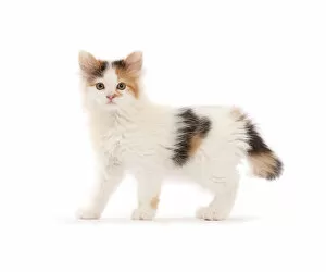 Calico kitten, 9 weeks