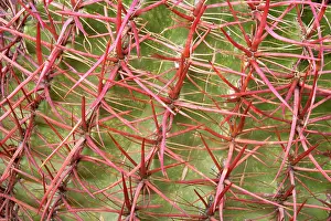 Spike Prints: California barrel cactus (Ferocactus cylindraceus) spine detail