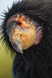 Images Dated 14th November 2011: California condor (Gymnogyps californianus), IUCN Critically Endangered, captive