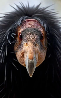 Images Dated 14th November 2011: California condor (Gymnogyps californianus), IUCN Critically Endangered, captive