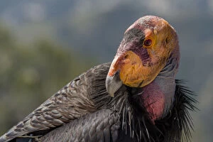 2018 December Highlights Gallery: California condor (Gymnogyps californianus). in wild, Baja, Mexico