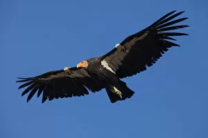 California condor (Gymnogyps californianus) in flight, wings radio tagged