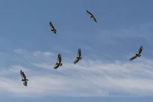 Images Dated 10th November 2020: California condor (Gymnogyps californianus) group in flight