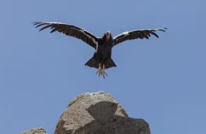California Condor (Gymnogyps californianus) in flight. California condor recovery program