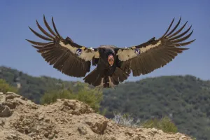 California condor (Gymnogyps californianus) landing, forest in background