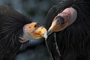 Affection Prints: California condors (Gymnnogyps californicus) interacting. Captive. Endangered species