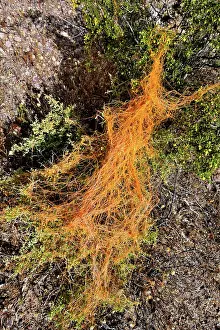 Southwest Usa Prints: California dodder (Cuscuta californica) a plant parasite
