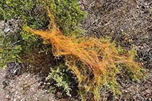 Southwest Usa Prints: California dodder (Cuscuta californica) a plant parasite
