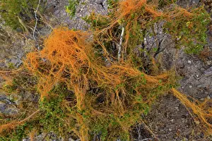 Southwest Usa Prints: California dodder (Cuscuta californica) a plant parasite
