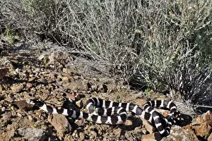 Southwest Usa Prints: California kingsnake (Lampropeltis californiae) resting among desert rocks, Arizona, USA
