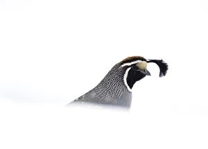 Images Dated 21st February 2010: California quail (Callipepla californica), male emerging from behind snowbank in winter