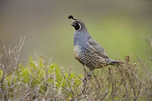 Forests in Our World Gallery: California Quail (Callipepla californica), adult male perched on bush, acting as sentinel