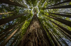Cupressaceae Prints: California redwoods (Sequoia sempervirens) planted in 1939, Beech Forest, Victoria