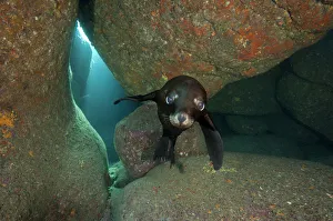 Sealions Prints: California sea lion pup (Zalophus californianus) portrait in a rocky underwater cave