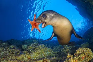 2018 August Highlights Collection: California sea lion (Zalophus californianus) uses a Panamic cushion star