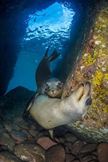 California sea lion (Zalophus californianus) pups in an underwater cave. Los Islotes