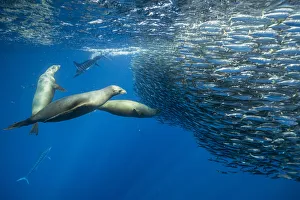 August 2022 Highlights Collection: California sea lion (Zalophus californianus) feeding on Sardine bait ball (Sardinops sagax)