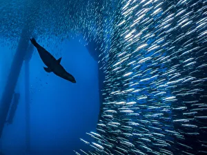 California sea lion (Zalophus californianus) bursts through a school of Pacific chub