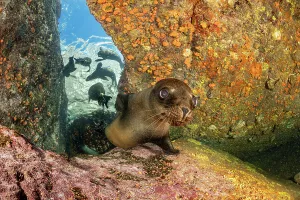 California sea lion (Zalophus californianus) close up with group playing in shallow water behind, Espiritu Santo Island, Baja California, Mexico, Sea of Cortez