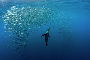 Eared Seal Prints: California sea lion (Zalophus californianus) hunting a baitball of Sardines (Sardinops sagax)