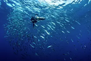 Eared Seal Prints: California sea lion (Zalophus californianus) hunting a baitball of Sardines (Sardinops sagax)