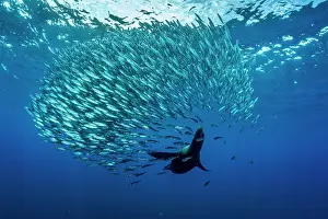 Eared Seal Prints: California sea lion (Zalophus californianus) hunting a baitball of Sardines (Sardinops sagax)