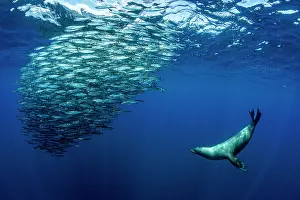 Eared Seal Prints: California sea lion (Zalophus californianus) hunting a baitball of Sardines (Sardinops sagax)