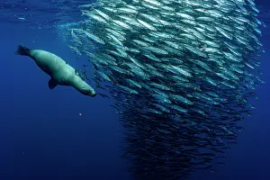 Eared Seal Prints: California sea lion (Zalophus californianus) hunting a baitball of Sardines (Sardinops sagax)