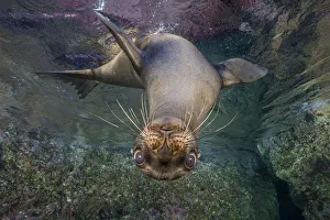 California sea lion (Zalophus californianus) looking down from the surface. Los Islotes