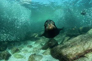 California sea lion (Zalophus californianus) male, guarding its territory, with shoal of Sardines (Sardina sp. ) in background, Espiritu Santo Island, Baja California, Mexico, Sea of Cortez