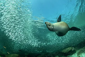 California sea lion (Zalophus californianus) playing among a shoal of Sardines (Sardina sp. ), Espiritu Santo Island, Baja California, Mexico, Sea of Cortez