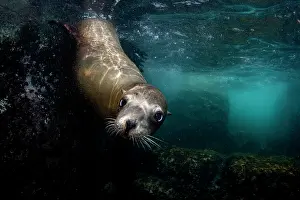 Eared Seal Prints: California sea lion (Zalophus californianus) playing underwater