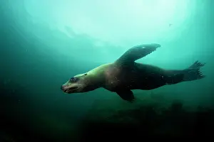 Eared Seal Prints: California sea lion (Zalophus californianus) swimming close to surface of sunlit ocean