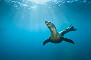 California Sea lion (Zalophus californianus) swimming in open water. La Paz, Baja California Mexico