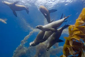 California sea lions (Zalophus californianus) playing in a kelp forest off Santa Barbara