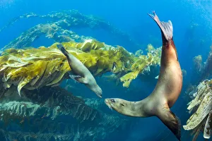 California sea lions (Zalophus californianus) playing in a kelp forest off Santa Barbara California sea lions (Zalophus californianus) playing in a kelp forest off Santa Barbara