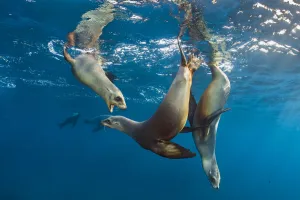 California sea lions (Zalophus californianus) group playing in the sun in the early morning