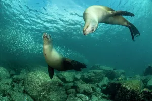 Eared Seal Prints: Two California sea lions (Zalophus californianus) playing