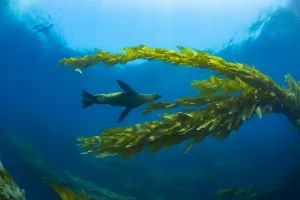 California sea lions (Zalophus californianus) playing in a kelp forest off Santa Barbara Island