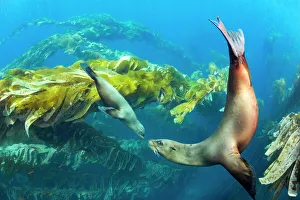 Eared Seal Prints: California sea lions (Zalophus californianus) playing in a kelp forest off Santa Barbara Island