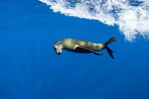 2019 July Highlights Collection: California sealion (Zalophus californianus) swimming. Magdalena Bay, Baja California Sur